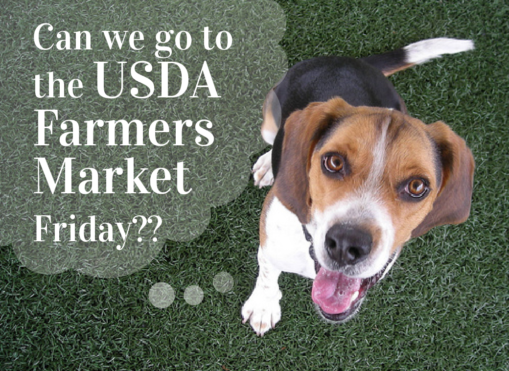 Dog wanting to go to the farmers market