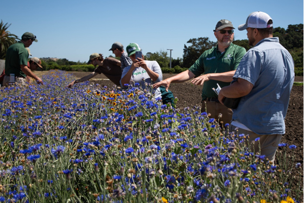 Students of Cal Poly San Luis Obispo conducting on-farm research about organic