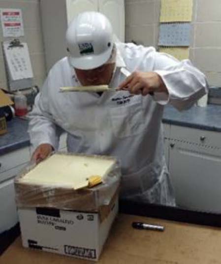 USDA Grader smells the butter plug for odors and aromas