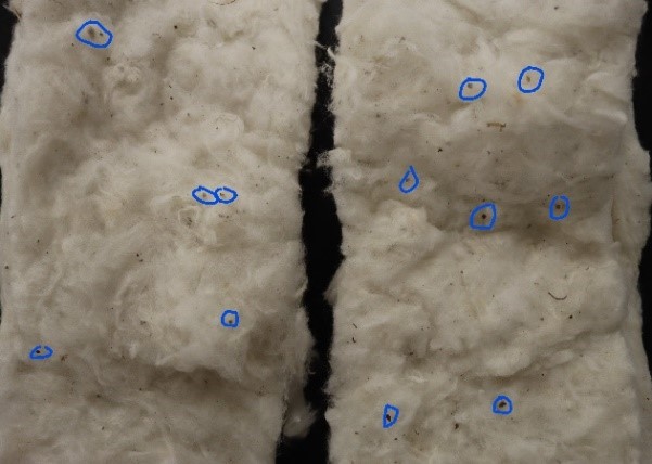 A typical cotton sample with seed coat fragments identified in blue circles