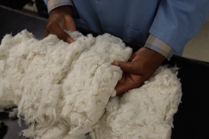 A trained cotton classer opening samples to inspect for extraneous matter. 