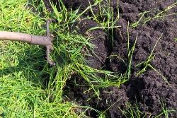 a garden fork turning over a crop in a field