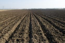 picture of a plowed field