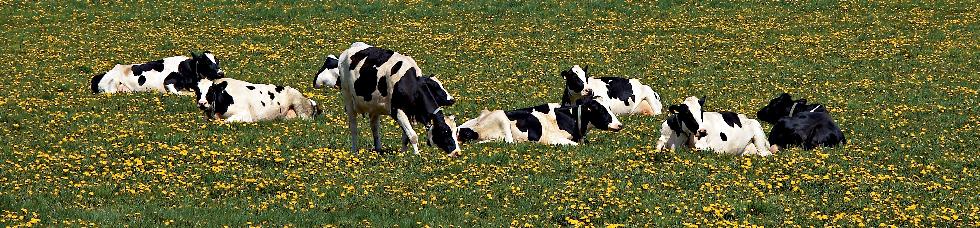 Usda Ams Process Verified Programs Usda Ams Process Verified Programs
