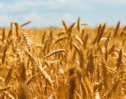 Field of grain